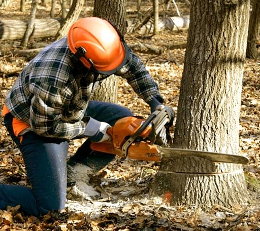 Tree Removal in Critz, VA